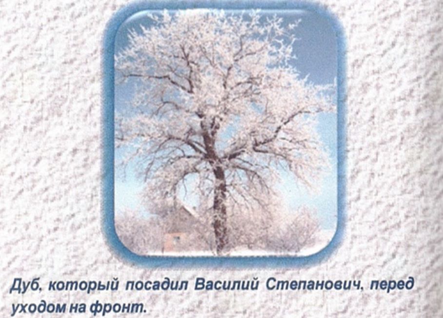 Дуб на батьківському подвір'ї Петрових