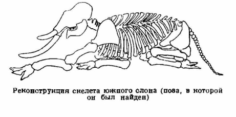 Скелет південнго слона Скелет південнго слона