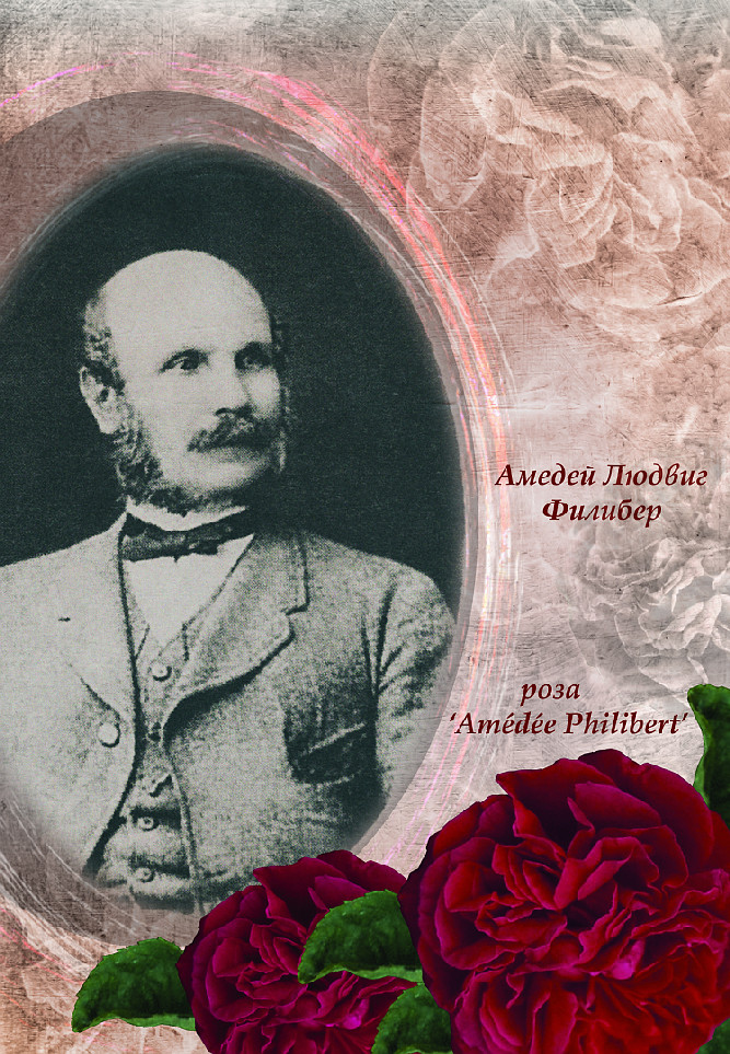 Троянда «Amédée Philibert». Фото з сайту Троянда «Amédée Philibert». Фото з сайту